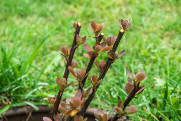 young twigs of Barberry Thunberg (Berberis thunbergii) bush with small red leaves