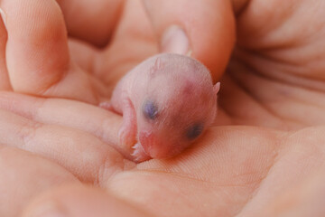 cute little bald newborn hamster in children's hands. 