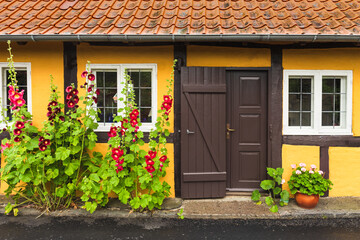 Town streets growed by colorful hollyhock flowers on Bornholm island Denmark.