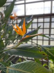 bird of paradise