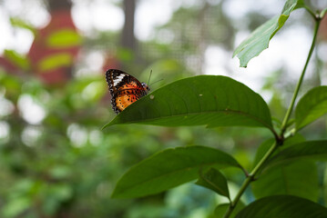 A red lacewing (Cethosia biblis) butterfly perched on a leaf