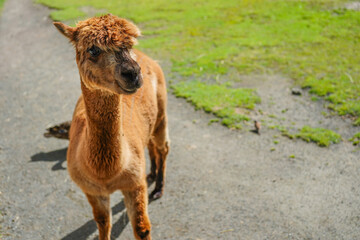 An adorable brown Huacaya Alpaca in an enclosure