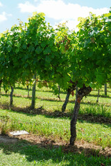 Vines at vineyards on Waiheke Island near Auckland, New Zealand