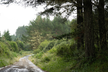 Dirt road through the Whirinaki Conservation Park in the Bay of Plenty, New Zealand