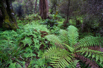 Native New Zealand ferns surrounded in a thick podocarp forest