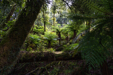 Native New Zealand ferns surrounded in a thick podocarp forest