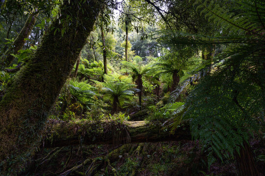 Native New Zealand ferns surrounded in a thick podocarp forest © tristanbnz