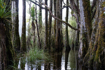 Arohaki Lagoon in Whirinaki Conservation Park, Bay of Plenty, New Zealand