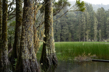 Arohaki Lagoon in Whirinaki Conservation Park, Bay of Plenty, New Zealand