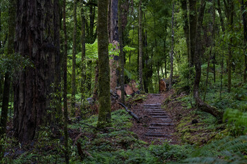 Pathway through ancient podocarp forest in the Whirinaki Conservation Park, New Zealand