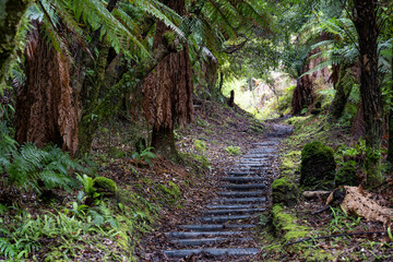 Pathway through ancient podocarp forest in the Whirinaki Conservation Park, New Zealand