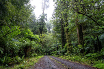 Pathway through ancient podocarp forest in the Whirinaki Conservation Park, New Zealand