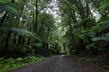 Pathway through ancient podocarp forest in the Whirinaki Conservation Park, New Zealand