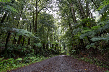 Pathway through ancient podocarp forest in the Whirinaki Conservation Park, New Zealand