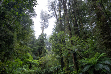 Fototapeta premium An ancient podocarp forest featuring kahikatea, rimu, totara, matai and miro