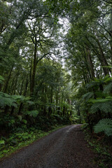 Pathway through ancient podocarp forest in the Whirinaki Conservation Park, New Zealand
