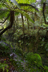 Te Whaiti nui a toi Canyon in Whirinaki Conservation Park