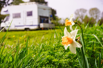 Daffodil spring flower and caravan in the distance