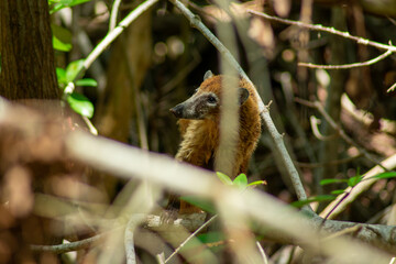 Vista de un tejón dentro del manglar del parque del Corchito en Progreso, Yucatán © Rafael