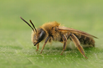 Closeup on a brown hairy female Mellow minder solitary bee, Andrena mtitis sitting on a green leaf
