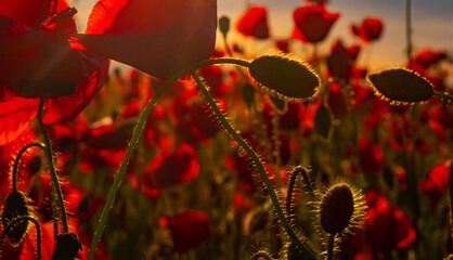 Red poppies. Anzac background. Poppy field, Remembrance day, Memorial in New Zealand, Australia, Canada and Great Britain. Memorial armistice Day. Remember for Anzac, Historic war memory.