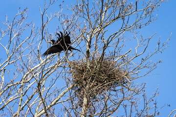 Close up of a Crows' nest at the top of a tree with a Crow taking off
