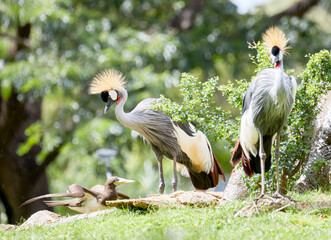 Fototapeta premium Grey Crowned Crane walking in the Grass