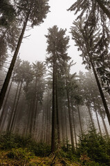 Magical misty forest covered in fog. Winter nature creates a scary environment.