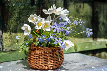 beautiful bouquet wood anemone, slender speedwell, Whetzel weed of summer