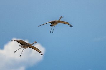 Sandhill Cranes (Antigone canadensis) Landing