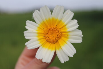 Obraz premium daisy flower in hand