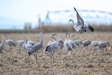 Obraz na płótnie Canvas Sandhill Cranes (Antigone canadensis) Feeding on Fields