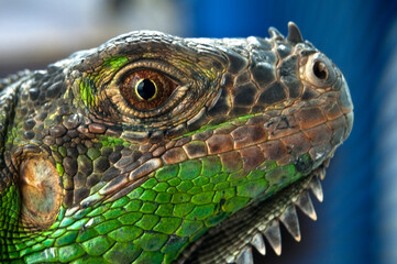 Fototapeta premium Iguana