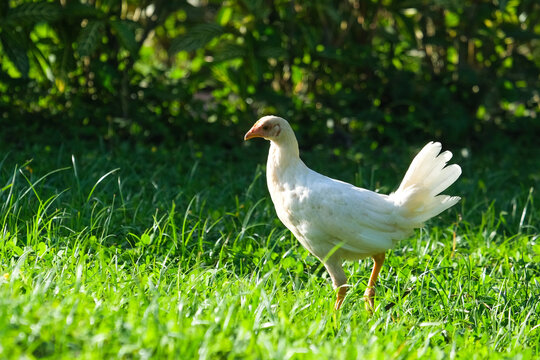 Close up  white chicken standing on green grass and green background. Selective focus of chicken. Available cut out shape from image.
