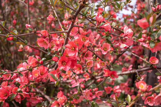 Tree or bush branches, spring red flowers, background. Beautiful day forest or garden, close-up of a blossoming. Japanese quince shrub or other.
