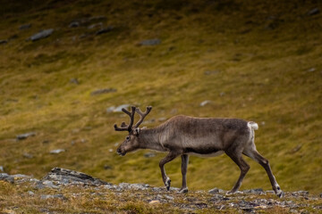 Naklejka na ściany i meble Wild reindeer in the tundra of Knivskjellodden, Norway