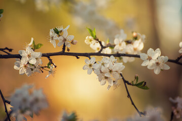 Apricot tree blossoms