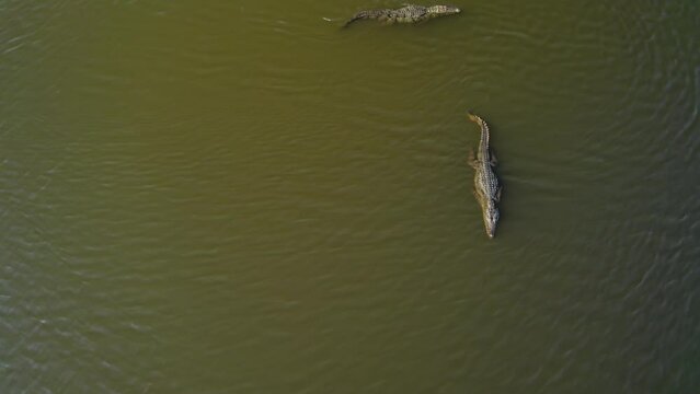 Aerial view of two crocodiles swimming down the river