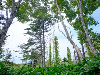 礼文岳の風景