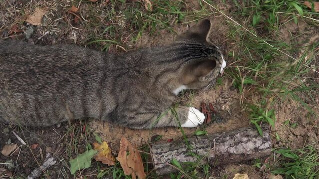 Multicolored Cute cat kitten outdoors in the garden. Slow motion footage.
