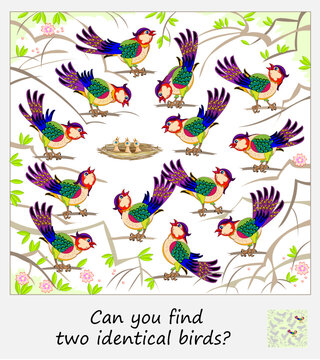 Logic puzzle for children and adults. Can you find two identical birds? Page for kids brain teaser book. Task for attentiveness.  IQ test. Play online. Vector cartoon illustration.