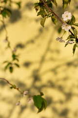  Spring white flowers on a branch, blooming trees, spring wallpaper in yellow tones, shallow depth of field, bokeh, close-up, play of light and shadows.