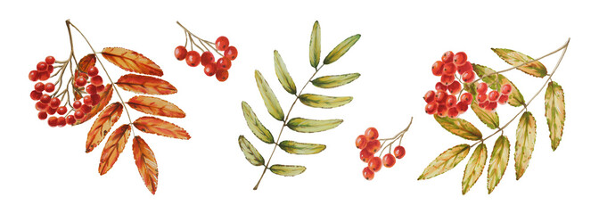 Autumn watercolor isolated illustration on white background. Pumpkins, maple leaf, acorns, oak leaf, mushrooms, physalis, mountain ash, fly agaric. Seasonal autumn elements. Thanksgiving, Halloween