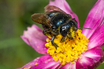 Hornet sucking nectar on a purple zinnia flower, in the garden