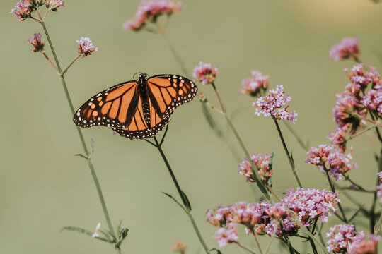 monarch butterfly in spring garden 