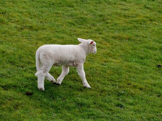 Obraz premium Lamm auf dem Deich
