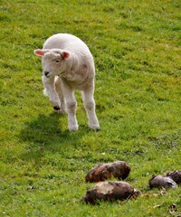 Lamm auf dem Nordseedeich