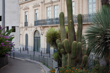 Fototapeta premium Beautiful prickly green cactus in hot summer weather in nature