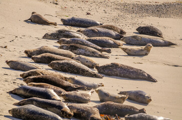 A colony of Harbor Seals (Phoca vitulina) lay on the beach in Monterey County, CA. © GDMatthews