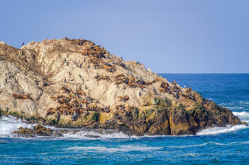 A colony of Harbor Seals (Phoca vitulina) lay on a rock in Monterey County, CA.